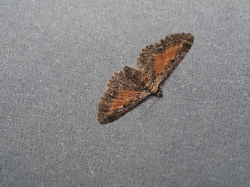 Tawny Speckled Pug, Liesing, 1230 Wien, Österreich, photo 3 of 10
