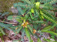 Biophytum dendroides