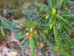 Biophytum dendroides