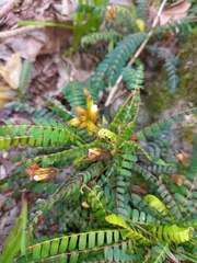 Biophytum dendroides