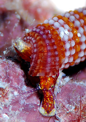 Cautotriphora hervieri