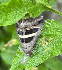 Grammodes geometrica