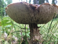 Leccinum alaskanum