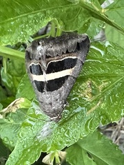 Grammodes geometrica