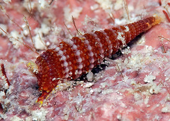 Cautotriphora hervieri