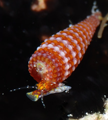 Cautotriphora hervieri