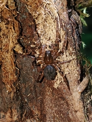 Cybaeus eutypus