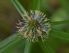 Cyperus aromaticus