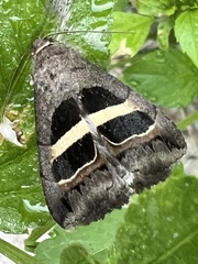 Grammodes geometrica