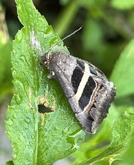 Grammodes geometrica