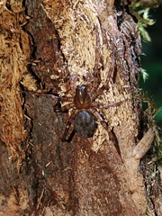 Cybaeus eutypus