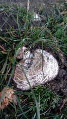 Calvatia