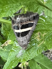 Grammodes geometrica