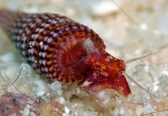 Cautotriphora hervieri