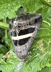 Grammodes geometrica