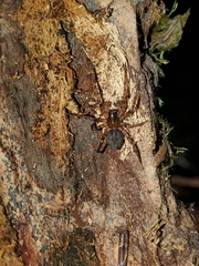 Cybaeus eutypus