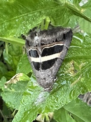 Grammodes geometrica