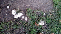 Calvatia