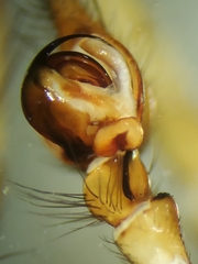 Cybaeus eutypus