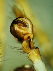 Cybaeus eutypus