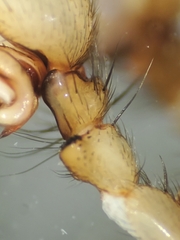Cybaeus eutypus