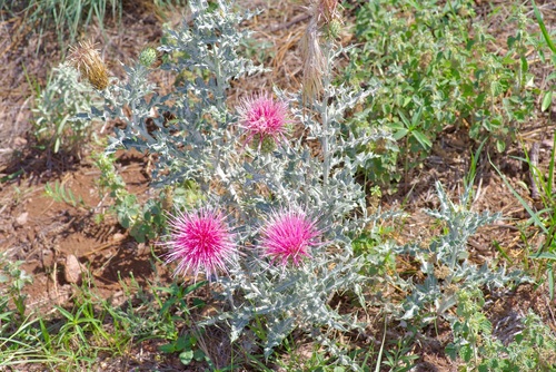Image of Cirsium ochrocentrum by (c) Michelle W. （鍾偉瑋）, some rights reserved (CC BY)