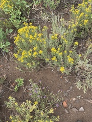 Chrysothamnus viscidiflorus lanceolatus