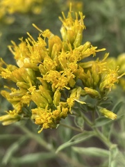 Chrysothamnus viscidiflorus lanceolatus
