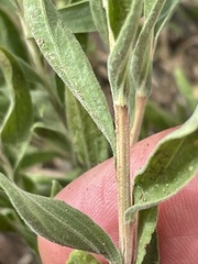 Chrysothamnus viscidiflorus lanceolatus