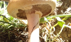 Agrocybe