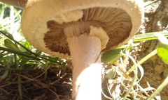 Agrocybe