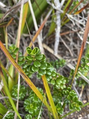 Baeckea imbricata