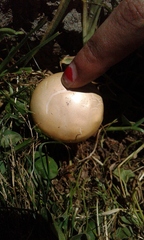 Agrocybe