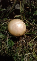 Agrocybe