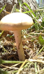 Agrocybe