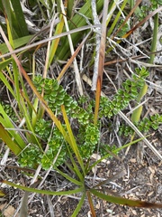Baeckea imbricata