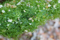 Chaetomorpha linum
