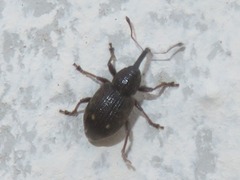 Notaris acridulus