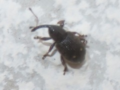 Notaris acridulus