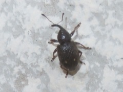 Notaris acridulus