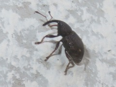 Notaris acridulus
