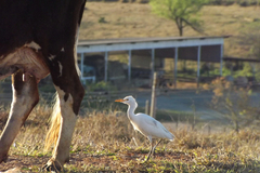 Bubulcus ibis