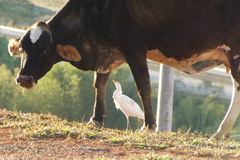 Bubulcus ibis