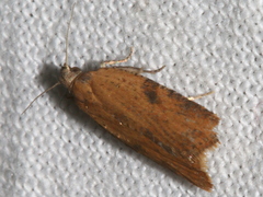 Constrictana constrictana