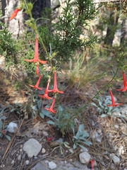 Ipomopsis aggregata formosissima