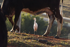 Bubulcus ibis