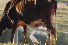 Bubulcus ibis