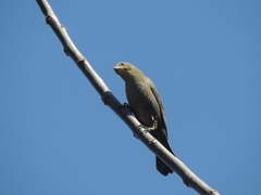 Chrysomus ruficapillus