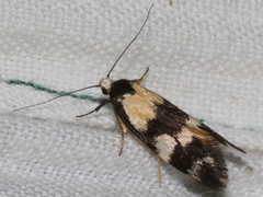 Cosmaresta archedora