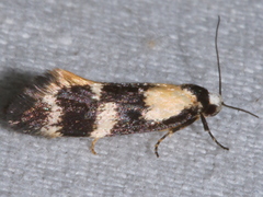 Cosmaresta archedora